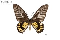 藏品(珠光裳鳳蝶)的圖片